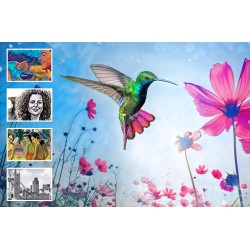 Adobe Photoshop Elements & Premiere Elements 2024